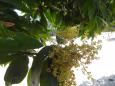 Mango flowers and fruit