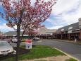 The Amish market