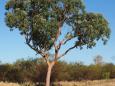 The ghost gum tree