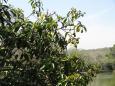 Avocado tree