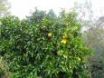 Grapefruits ready for consumption