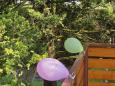 20 balloons could not withstand the May temperaturere