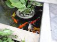 The fish pond by the entrance