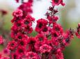 Tea tree bush flowers