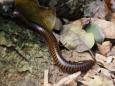 A millipede- do you know it?