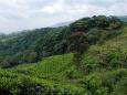Tea fields