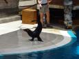 Seal show