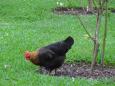 This is a hen