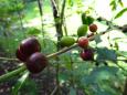 Coffee cherries