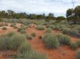 The spinifex