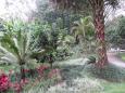 The garden