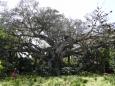 Ficus tree