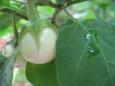 Baby eggplant