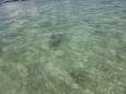 This is a turtle in the water