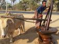 Pressing palm juice