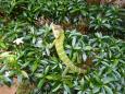 A lizard on a bush
