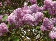 Lilacs are always beautiful and fragrant