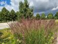 Meadow, not lawn
