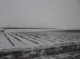 Winter rest of the fields