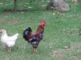 This is a rooster
