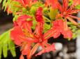 Flowers of a royal poinciana tree