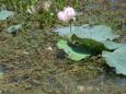 Last lotuses