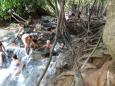 Into the hot spring!