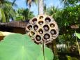 Lotus fruit and seeds