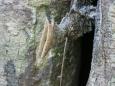 Entrance to the wild bees' home.