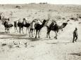 Pack camels
