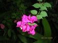 Bouganvilla