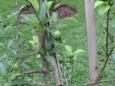 Plums