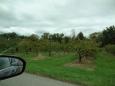 Peach orchards