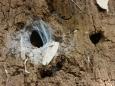 Spider home holes.