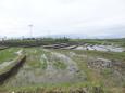 Rice fields