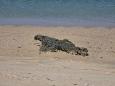 A cheetah and an crocodile in one