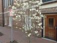 Youn dogwood tree