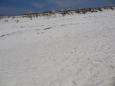 The dunes
