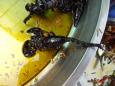 Scorpions