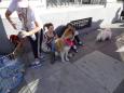 Dogs for adoption