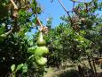 Cashew nut trees