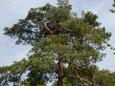 A grand pine tree