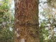 Bear footprints on the trunk.
