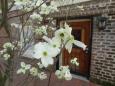 Dogwood tree in bloom