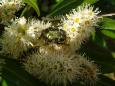 On the flowers of cherry laurel