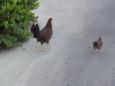 In the evening they get the right of way too