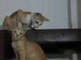 Little sister, are you going to miss me?