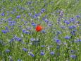 A lonely poppy?
