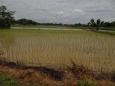 Hand-planted rice