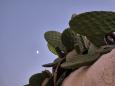 Prickly pears and the moon